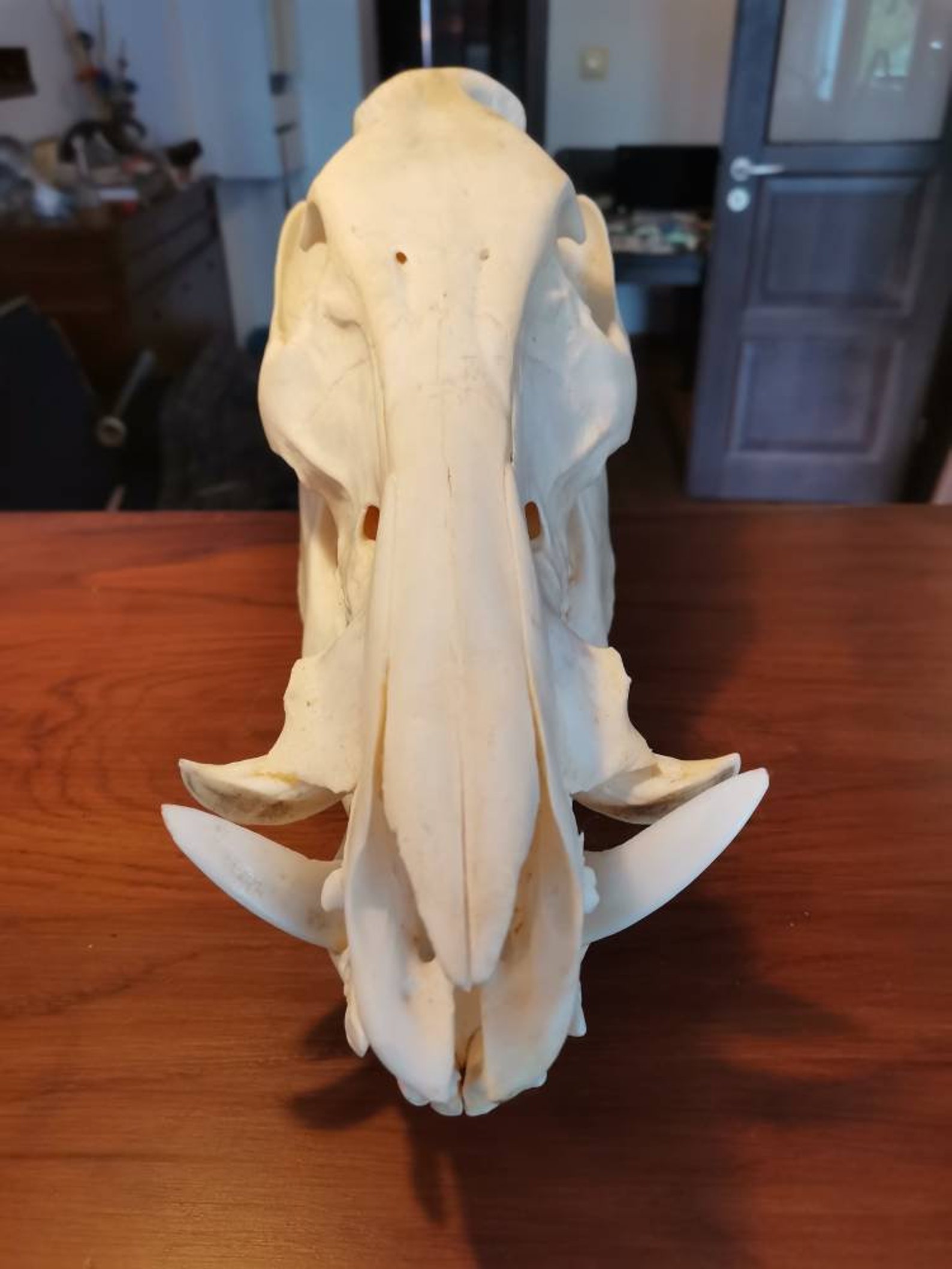 European Wild Boar Skull Sus Scrofa Complete Head Home Decor Etsy