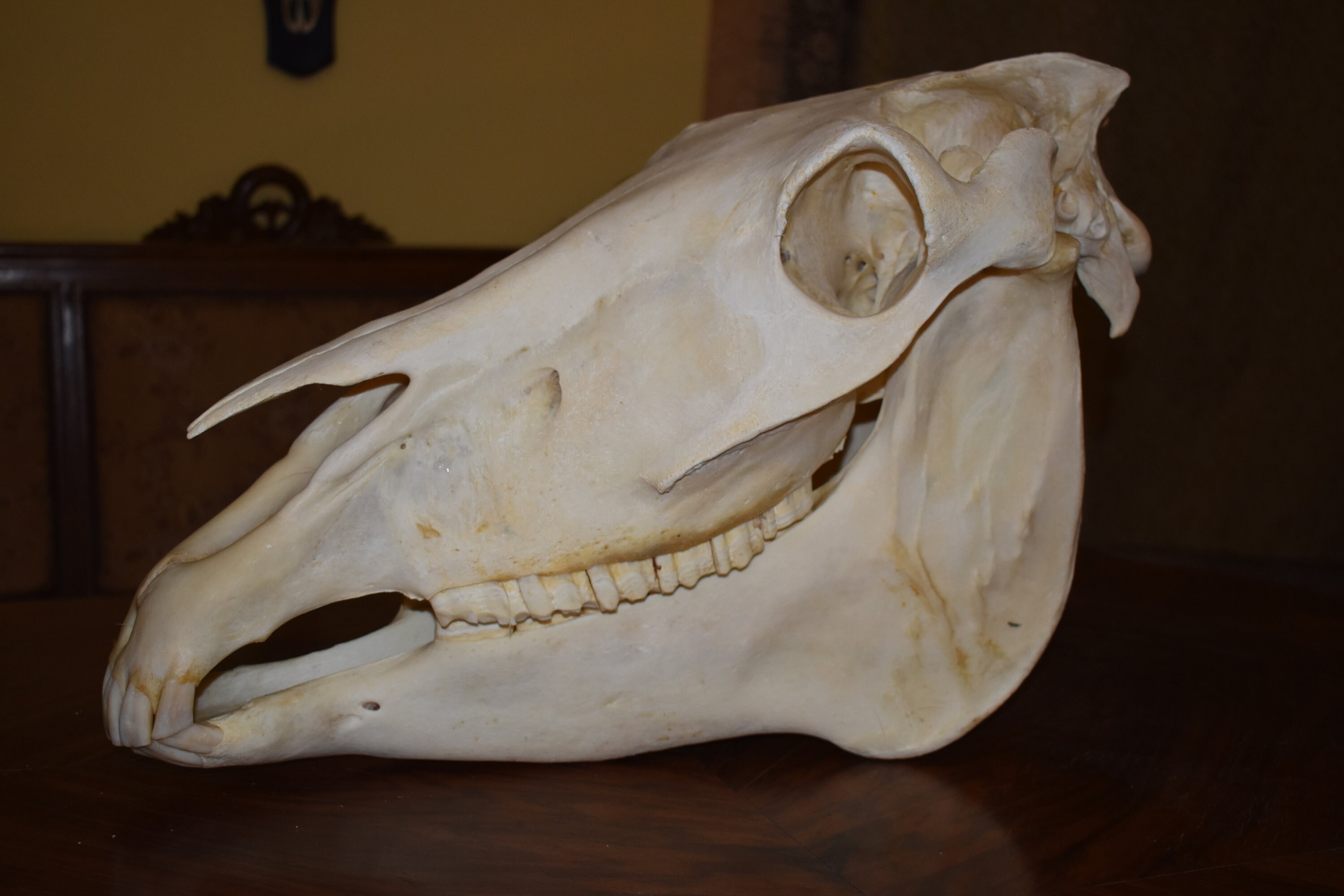 Large Perfect Complete Horse Skull Head Taxidermy Education Study Display  Garden Exhibition Home Decor Gothic Shamanic Healing Ornament - Etsy