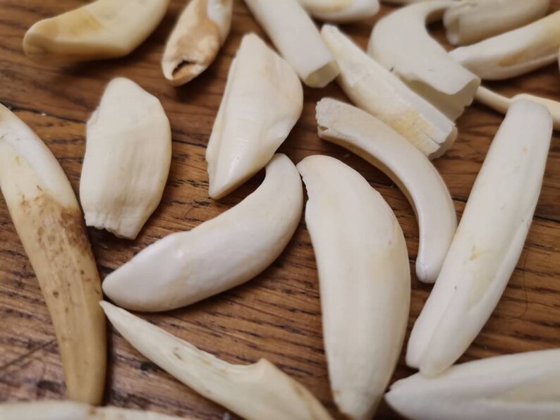 Wild Boar Tusks Set of 46 Sale as Seen in the Photography Etsy