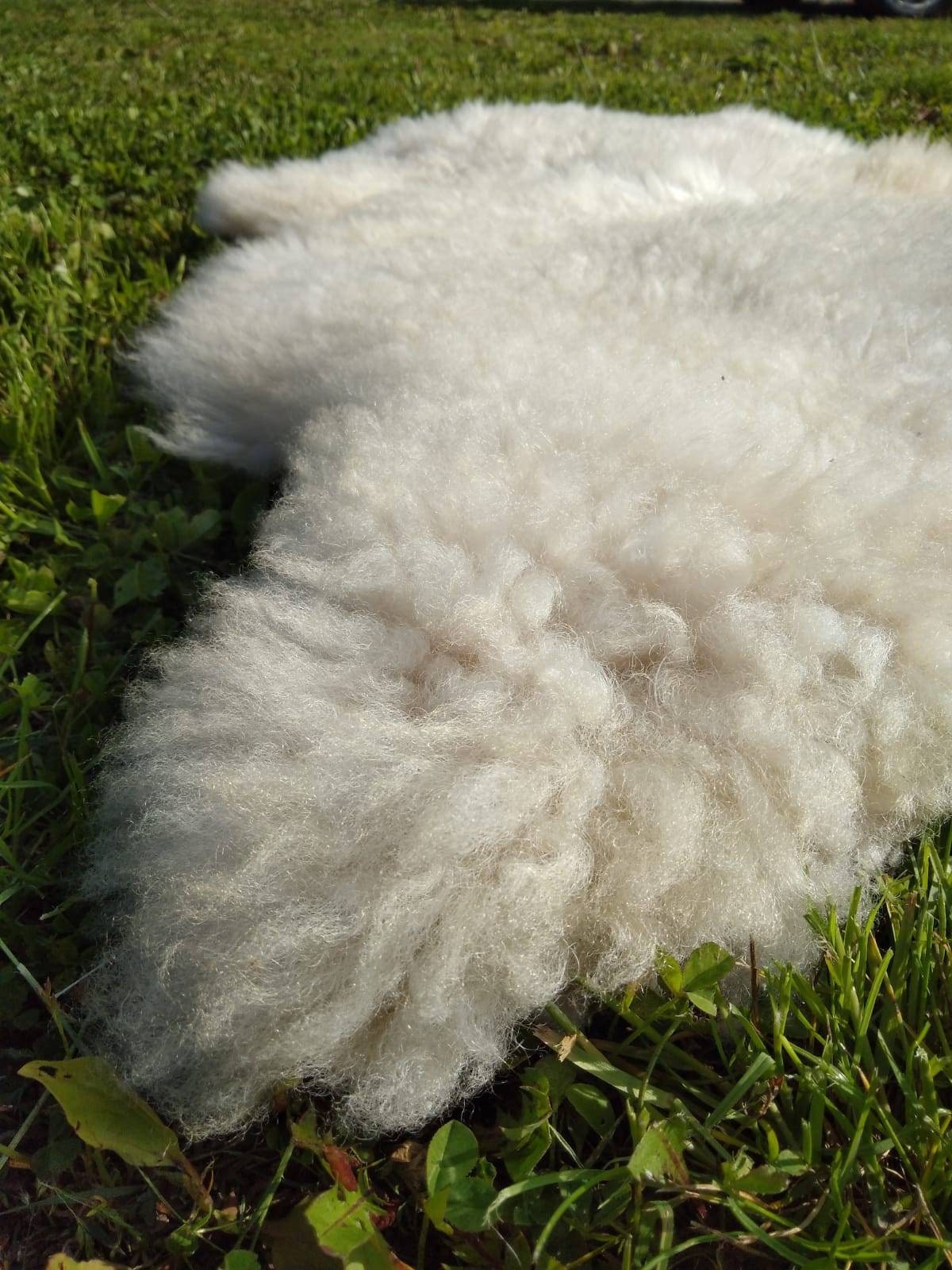 Piel de oveja alfombra ocultar piel de lana Pelt taxidermy Etsy