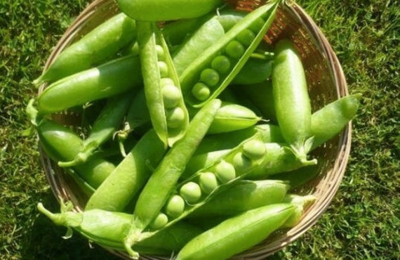 Details about   Organic Non-GMO Sugar Snap Pea Seeds 