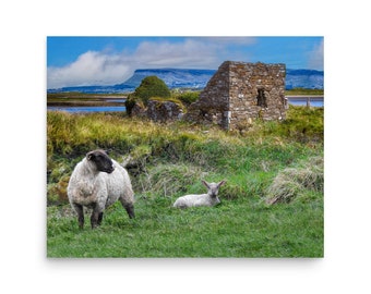 Sheep - Church Ruin - Benbulben - Co. Sligo - Ireland - 12x16in or 20x16in Art Quality Matte Giclee Print by John Carver