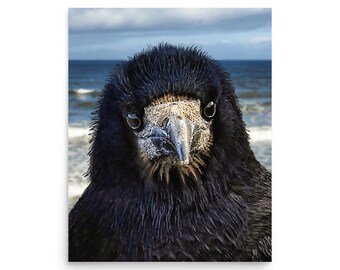 Funny head and shoulders portrait of a friendly rook (crow) at Strandhill, Sligo, Ireland - 20x16in Matte Fine Art quality Giclee print