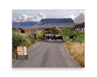 Cows Crossing - Benbulben - Co. Sligo - Ireland - 20x16in Matte Giclee Fine Art Quality Print