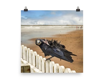 Poster - Kung-Fu Crow at Strandhill Beach, Sligo, Ireland
