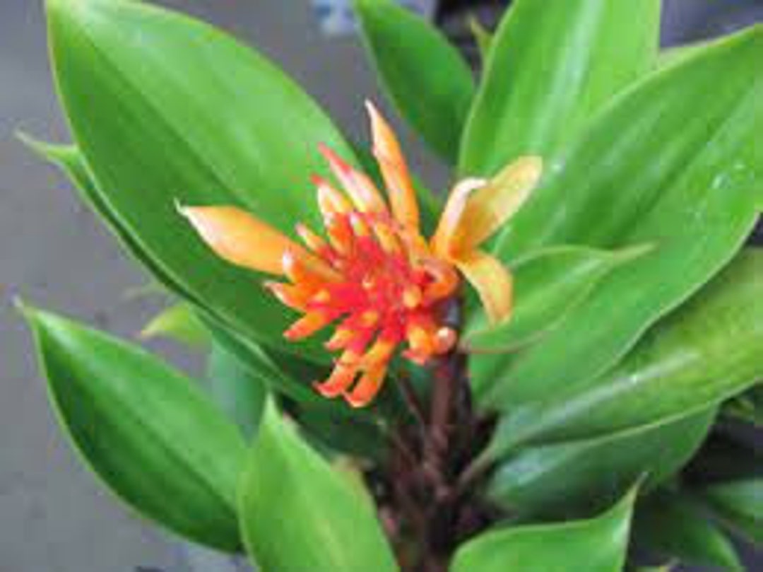 Burbidgea Schizocheila Golden Brush Ginger Rooted Plant in Etsy
