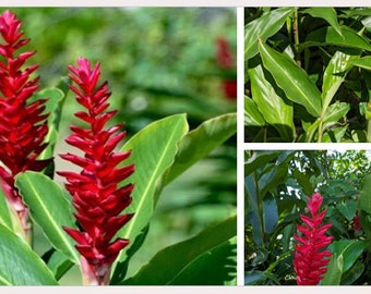 Alpinia Purpurata Red Ginger Garden Flower Live Plant  - Prestige '''TamarosSeedsBUlbs'''