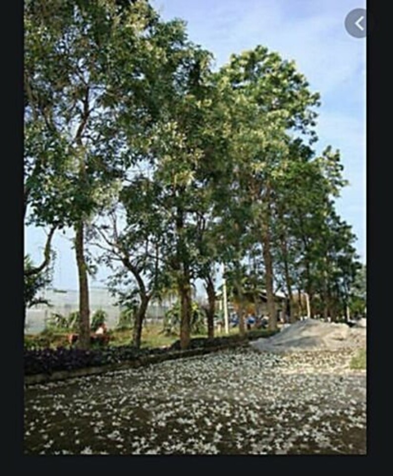 200 Seed White Cork Tree Indian Cork Millingtonia Hortensis Etsy