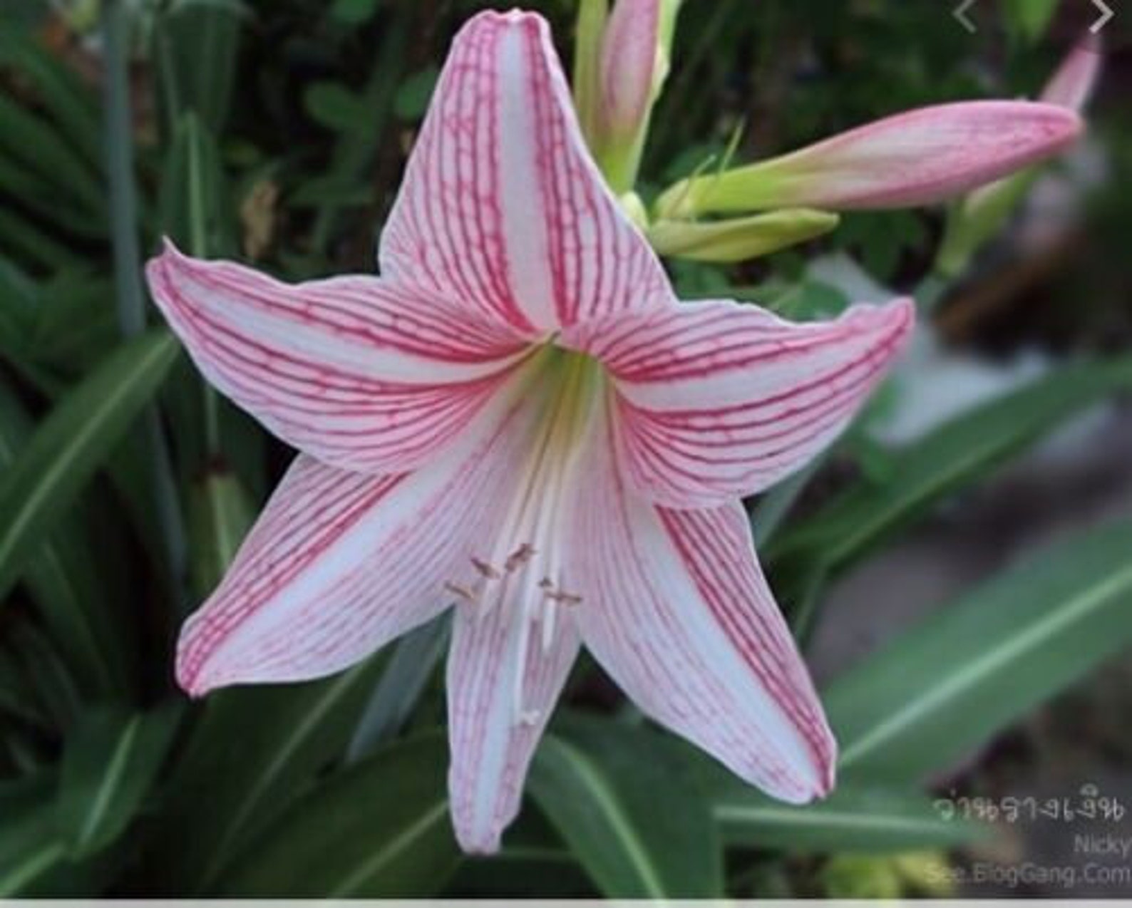 A Bulb Rose Star Lily Hippeastrum Reticulatum Beautiful Etsy UK