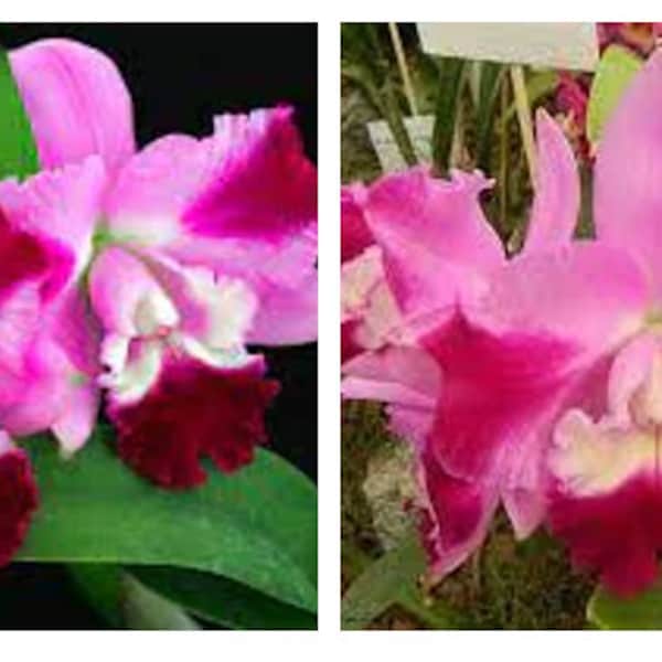 Fragrant & Compact Orchid Plant, Cattleya Mini Song 'Petite', in 2.5'' pot - Prestige '''TamarosSeedsBUlbs'''