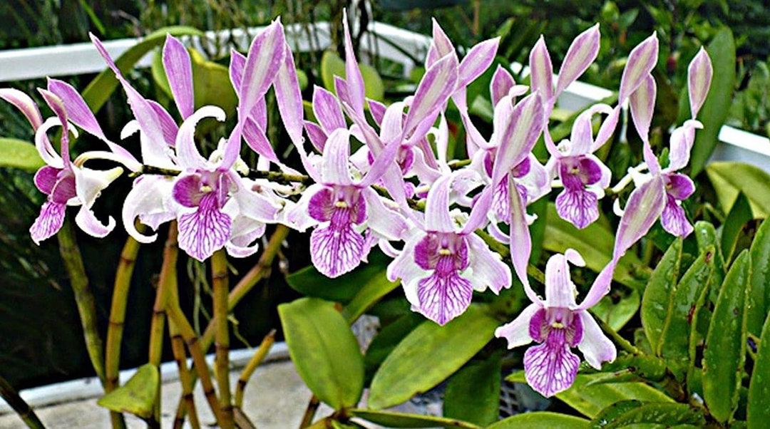 Dendrobium Lorrie Mortimer ‘S & W’, Orchid Plant in 2.5’’ Pot Prestige