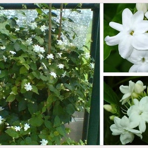 Extremely Fragrant - Jasminum sambac- Prestige '''TamarosdsBUlbs'''