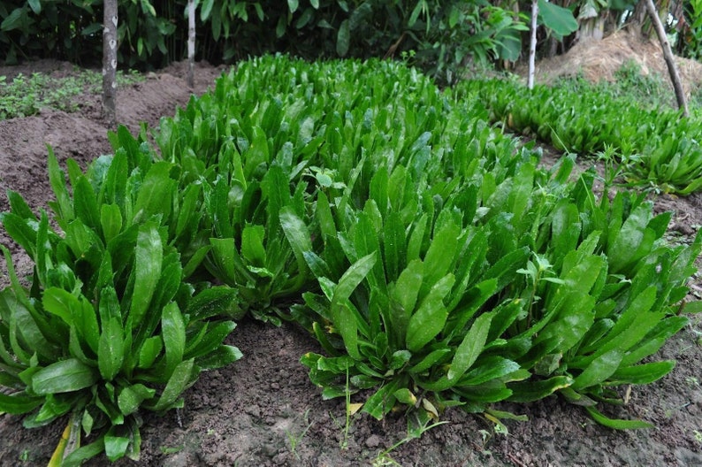 Culantro Cilantro ancho Eryngium foetidum 3000 semillas Etsy