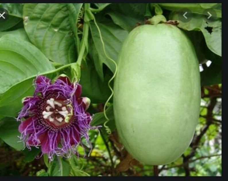 30 Seed Passiflora Quadrangularis Giant Granadilla Sweet Fruit Etsy