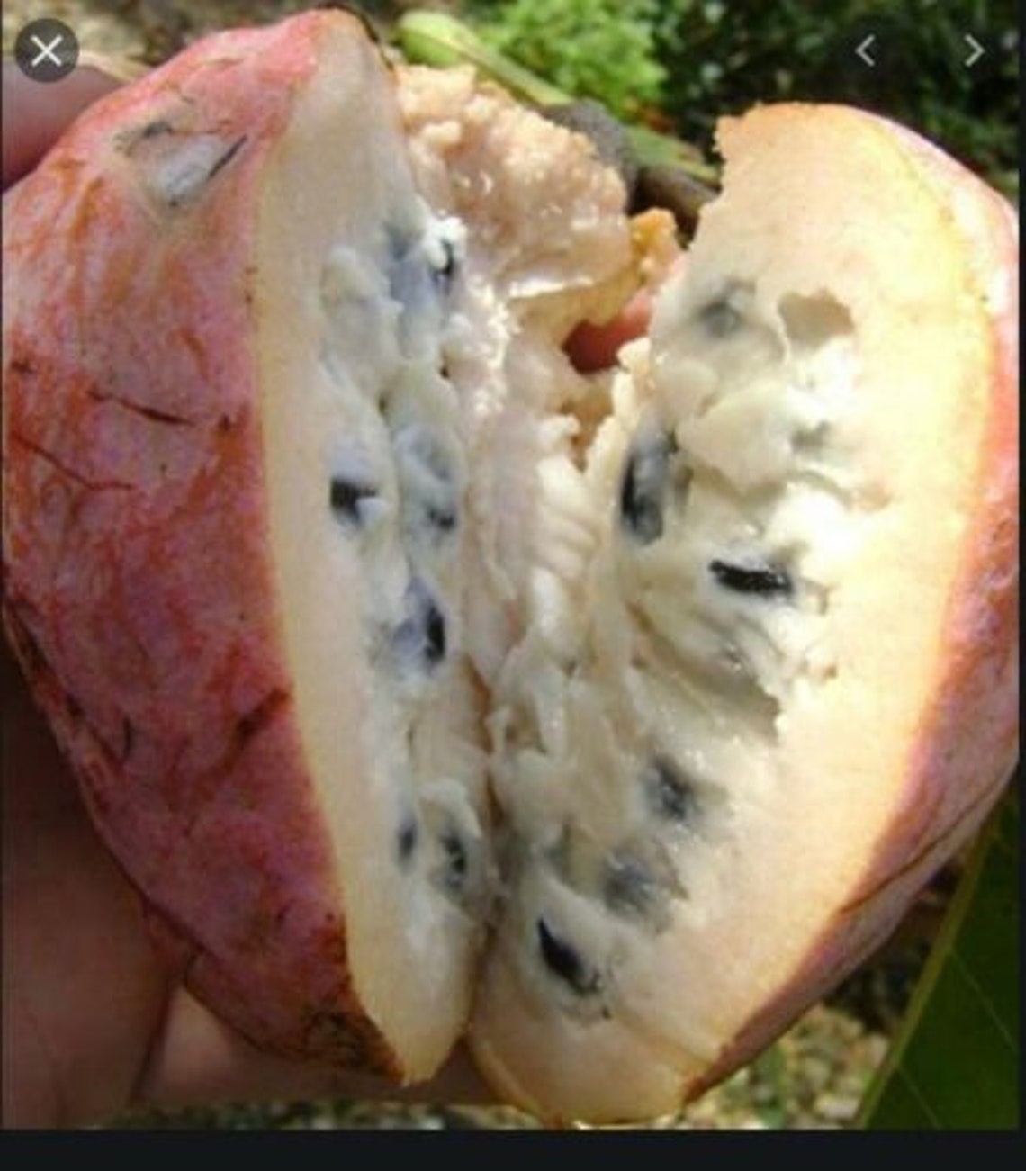 20 seed sweet Red Custard Apple Annona reticulata red rare Etsy