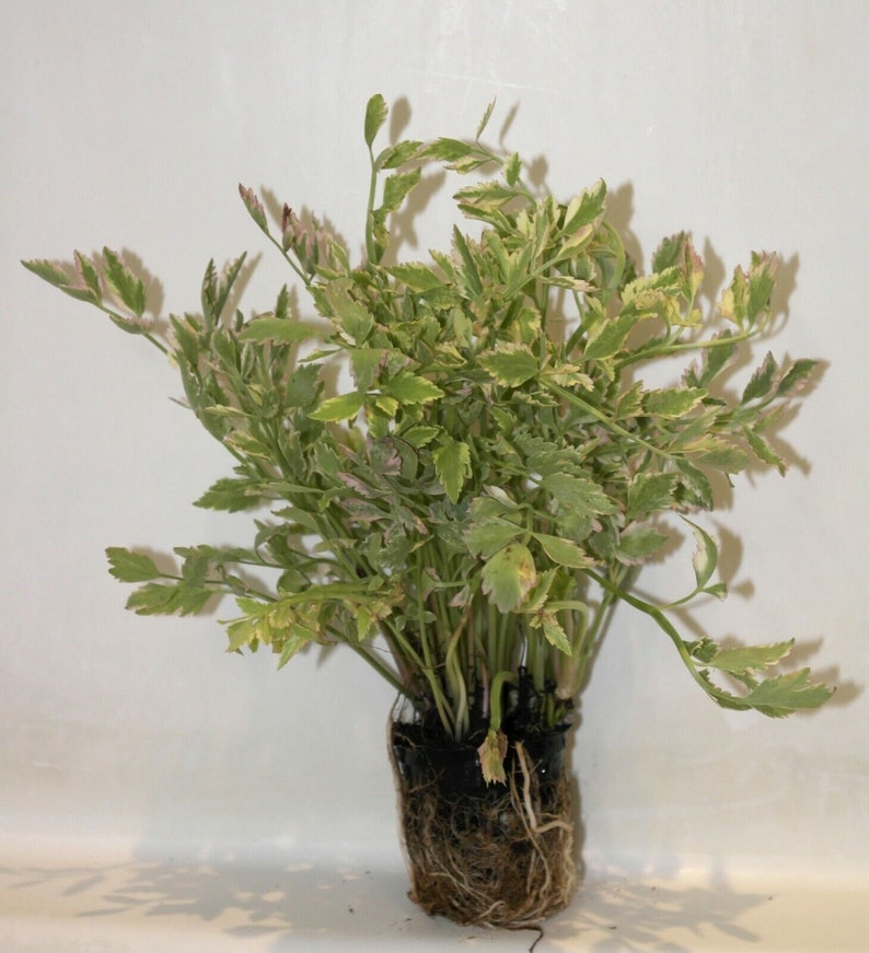Variegated Water Celery Cold Hardy Aquatic Marginal Pond Plant Etsy