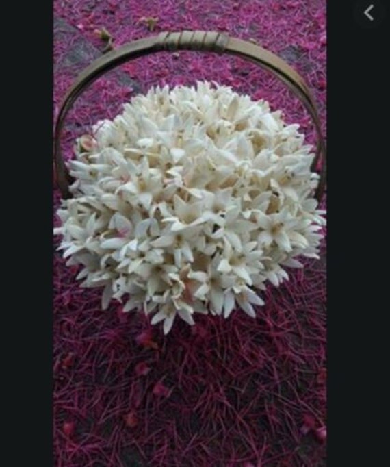 200 Seed White Cork Tree Indian Cork Millingtonia Hortensis Etsy