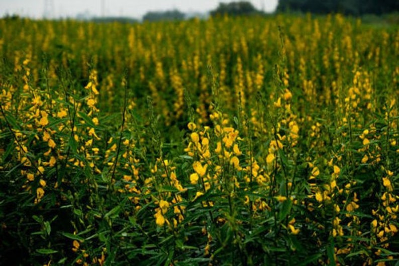 1000 Seeds Crotalaria Juncea Sunn Hemp Native Heirloom Browm Etsy