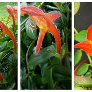 Columnea 'Janelle', Lipstick or Goldfish Plant - 1 starter plant in 2'' pot - Prestige '''TamarosSeedsBUlbs'''