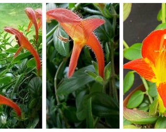 Columnea 'Janelle', Lipstick or Goldfish Plant - 1 starter plant in 2'' pot - Prestige '''TamarosSeedsBUlbs'''