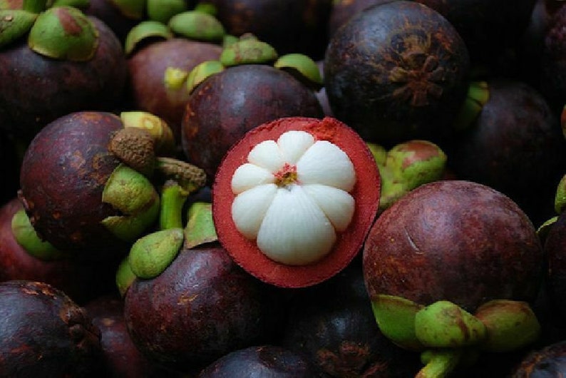3 seeds fresh Garcinia mangostana Mangosteen Etsy