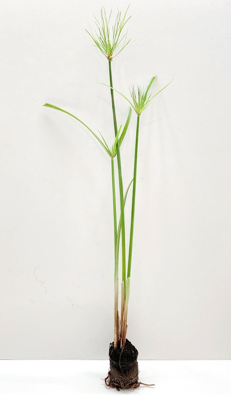Giant Cyperus Papyrus Tropical Aquatic Marginal Pond 1 Etsy