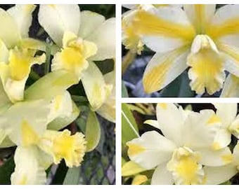 Rhyncattleanthe Solar Flare 'Paradise', Compact Orchid Plant in 2.5'' pot - Prestige '''TamarosSeedsBUlbs'''