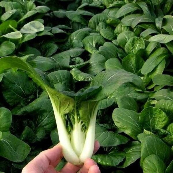 20000 seeds white baby chinese Cabbage Etsy