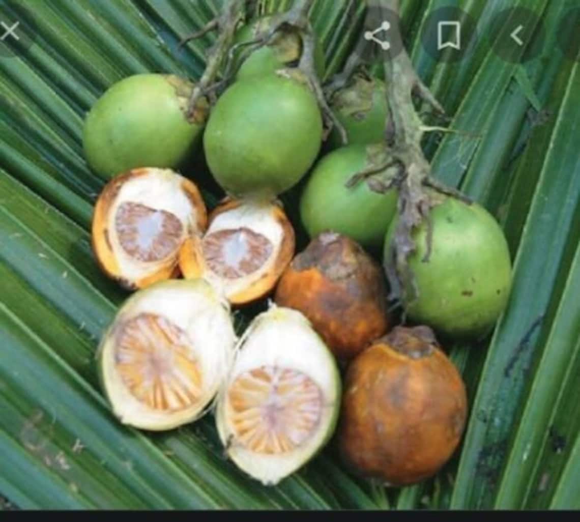 3 Seeds Areca Catechu Betel Palm Areca Nut Fresh My Garden Etsy