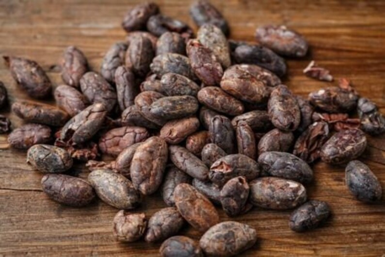 10 Seeds Theobroma Cacao Cocoa Tree Very Rare Ready Plant Etsy
