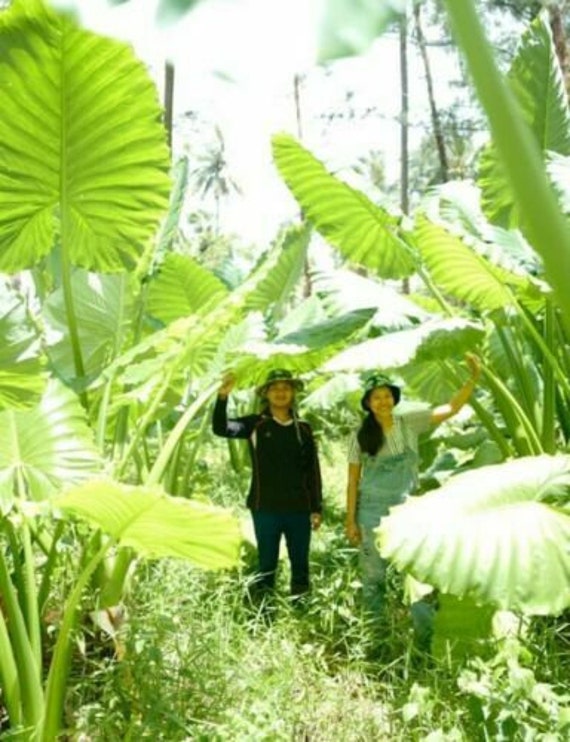 1 rizoma Alocasia macrorrhizos gigante Oreja de elefante Taro mi jardín, Taro mi jardín