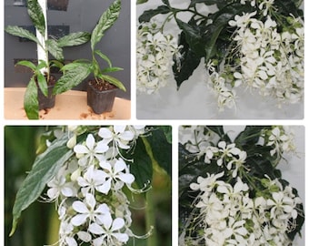 1 Starter Plant Clerodendrum Wallichii Bridal Veil, Stunning White Blooms - Prestige '''TamarosSeedsBUlbs'''