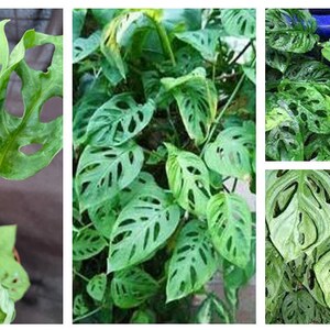 Monstera Obliqua Expilata, Rooted Plants 3'' Pot - Prestige  '''tamarosseedsbulbs''' - Etsy