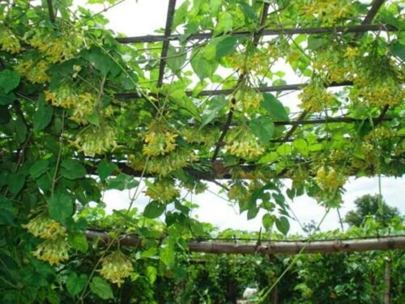 Cowslip Creeper Telosma Cordata Merr Pakalana Vine 5 Seeds Etsy