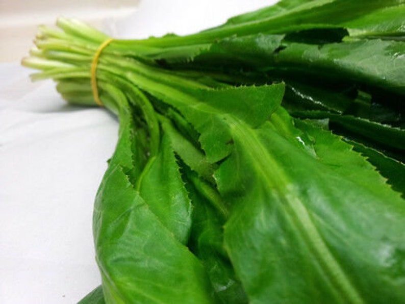 Culantro Cilantro ancho Eryngium foetidum 3000 seeds Etsy