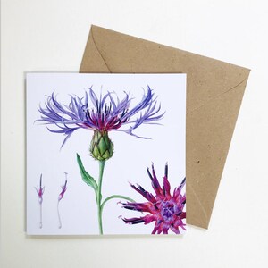 Carte Art botanique Centaurea Montana