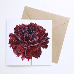 Karta botaniczna Dahlia 'Karma Choc'