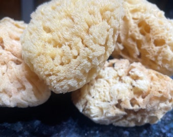 Dead Sea Sponge