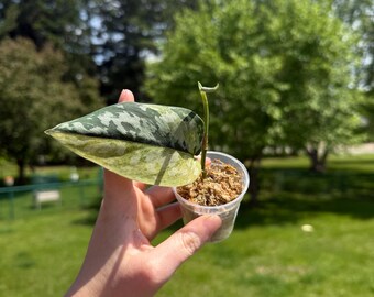 Scindapsus Sentarum - Etsy