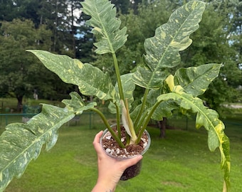 Philodendron Ring of Fire