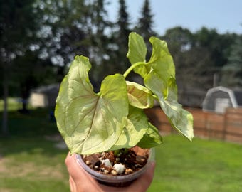 Syngonium Kiwi Delight