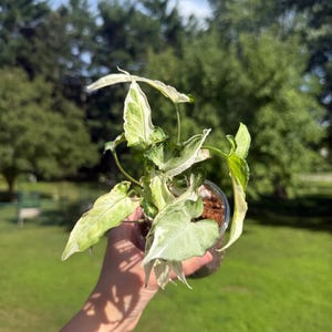 Syngonium Starlite