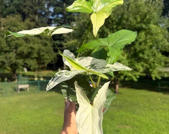 Syngonium Albo