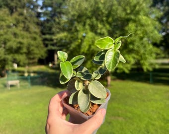 Hoya Cummingiana Albo