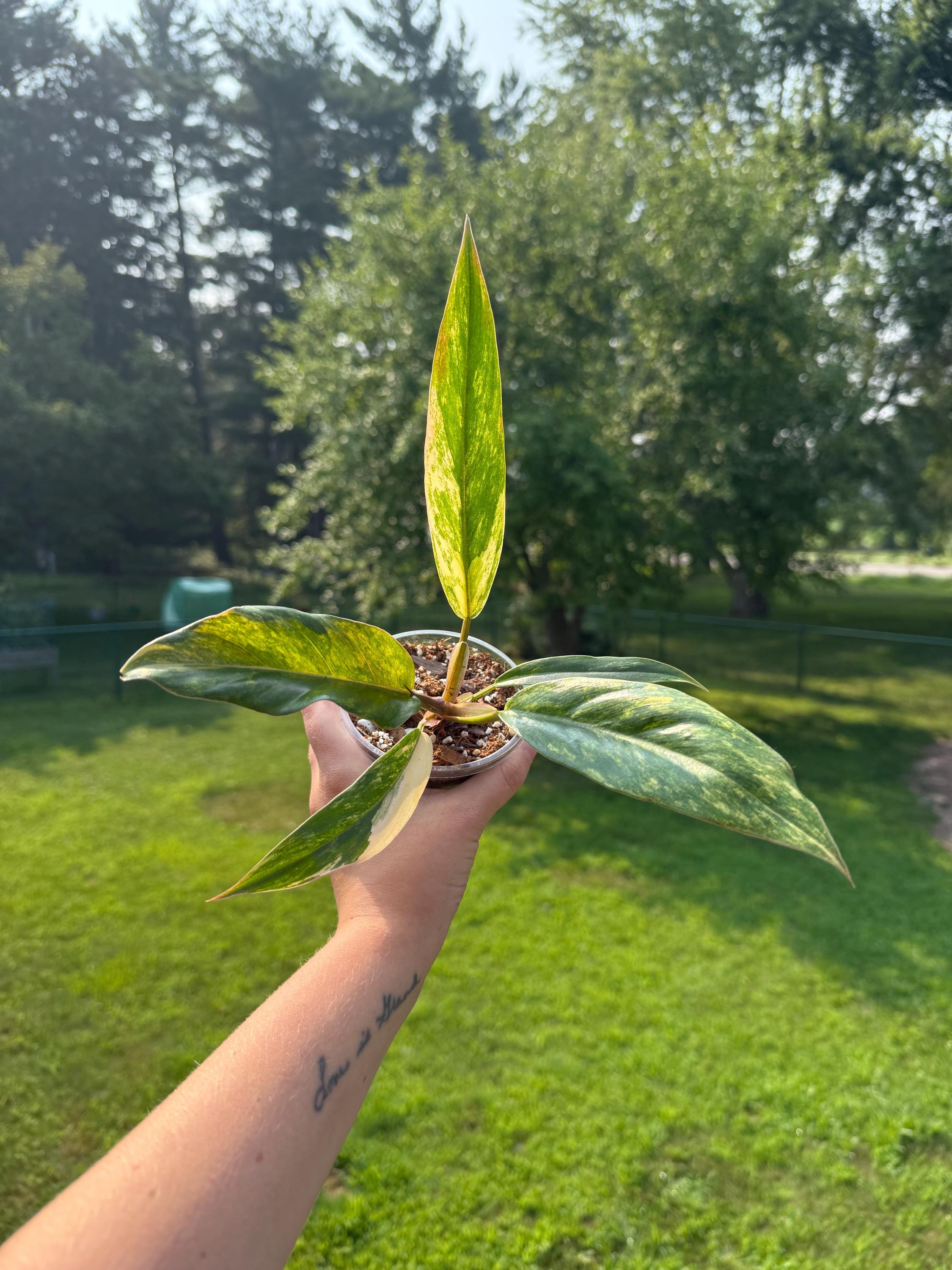 Philodendron Caramel Marble