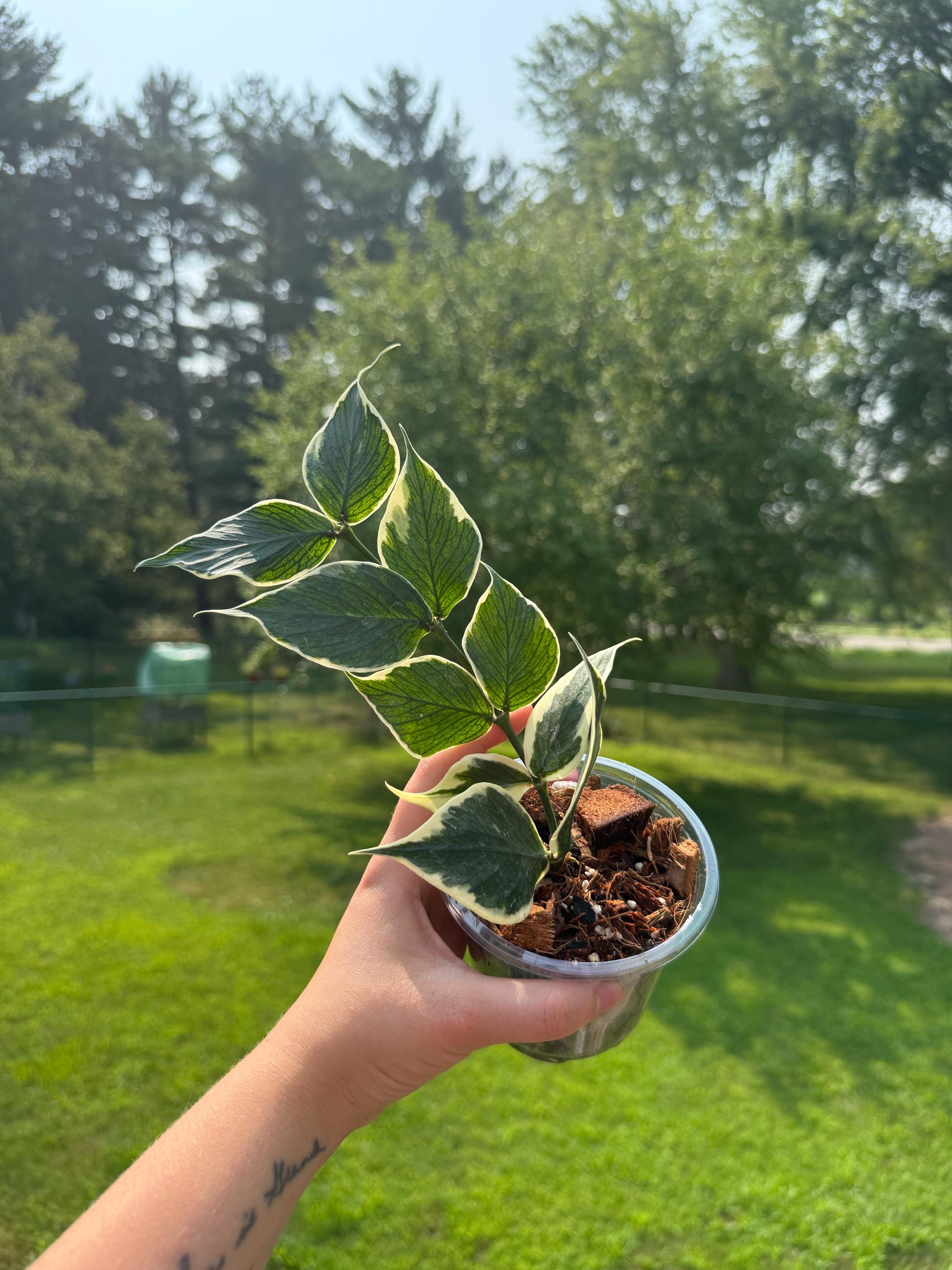 Hoya Polyneura Albomarginata (Outer Variegated)