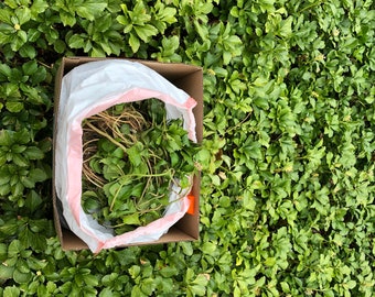Japanese Spurge Etsy Japanese Spurge Etsy