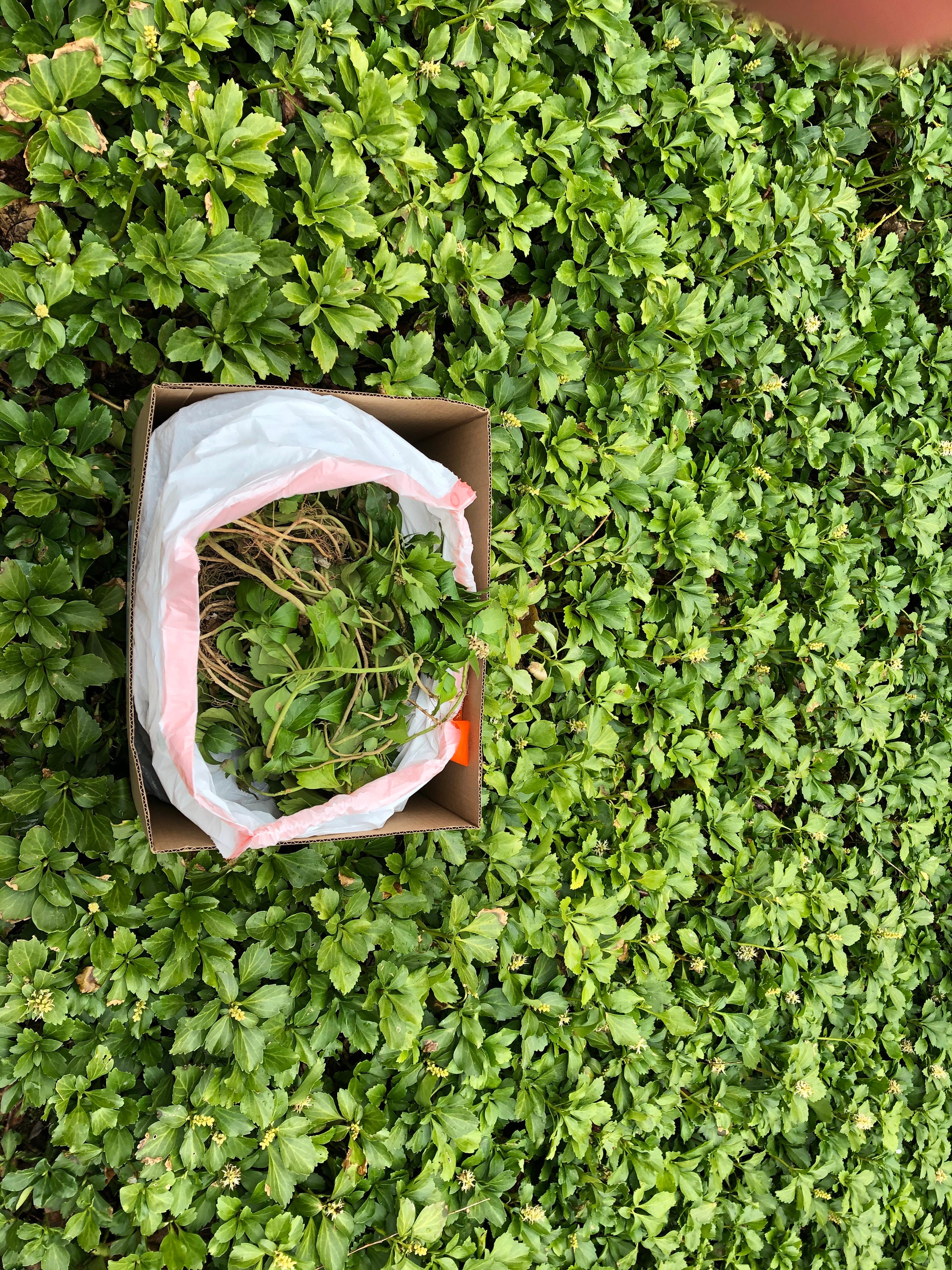 Pachysandra Terminalis Japanese Spurge Etsy Pachysandra Terminalis Japanese Spurge Etsy