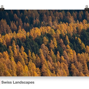 Photo of larches in Autumn golden coloured trees among gree pines Switzerland landscape of Engadin valley image 1