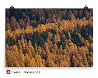 Photo of larches in Autumn - golden coloured trees among gree pines - Switzerland landscape of Engadin valley